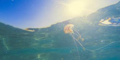 Mittelmeer: Wo Urlauber im Sommer 2025 auf Quallen & Seeigel achten sollten